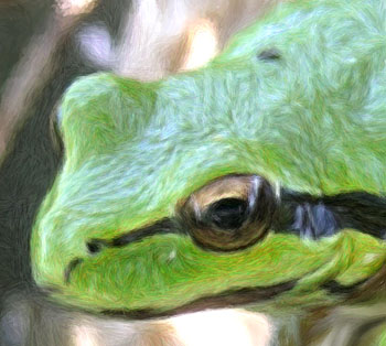 frog color variation