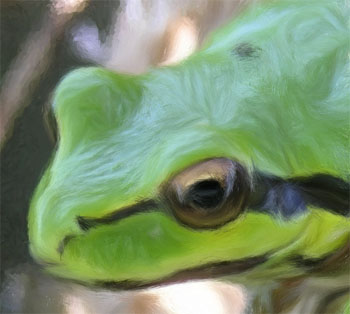 frog no color variation