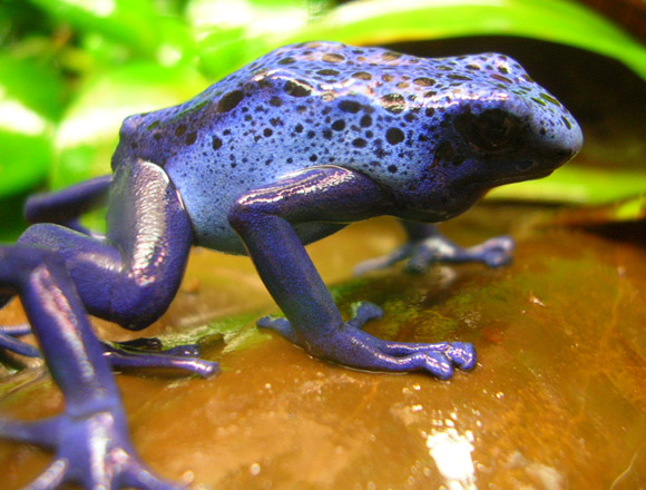 Blue Frog Original